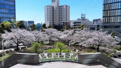 Cherry blossoms in Tokyo city park with modern buildings and springtime vibes