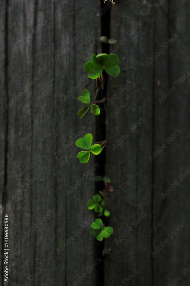 Naklejka premium green plant on a wooden background