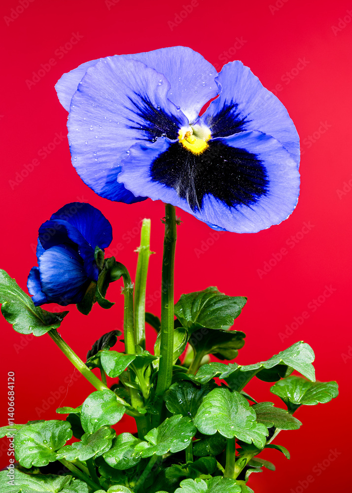 Blue and purple Pansy Flower on red background