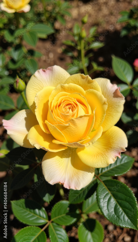 Beautiful yellow rose in full bloom against green leaves, nature's elegance Beautiful yellow rose in full bloom against green leaves, nature's elegance