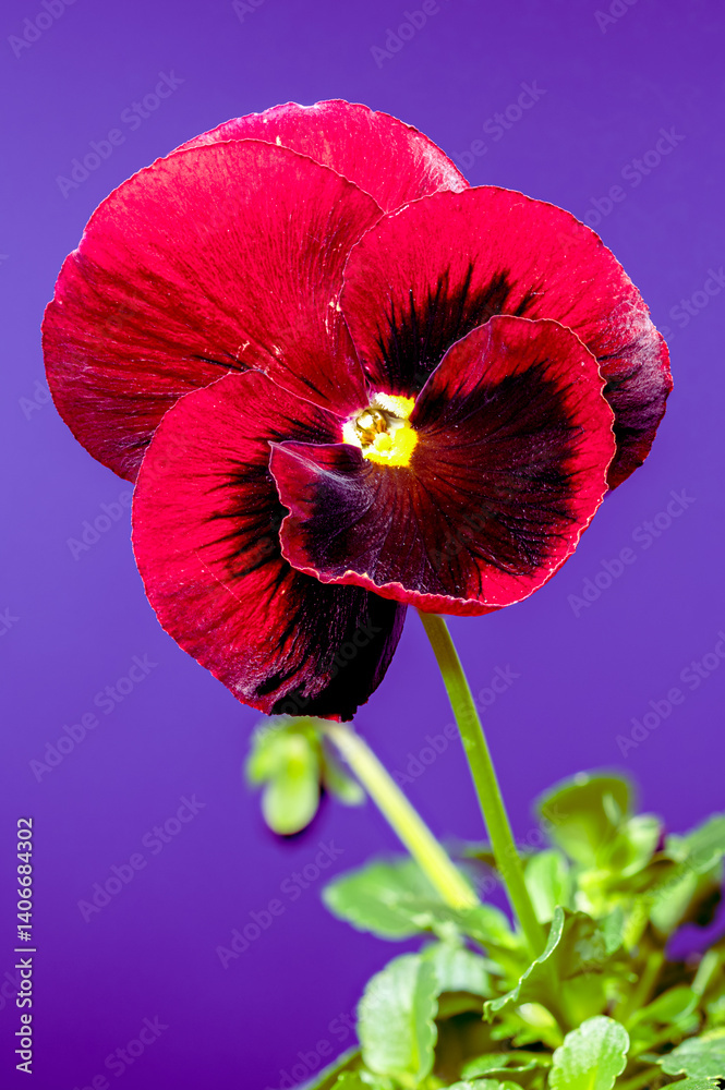 Beautiful Red Pansy Flower with Dark Center