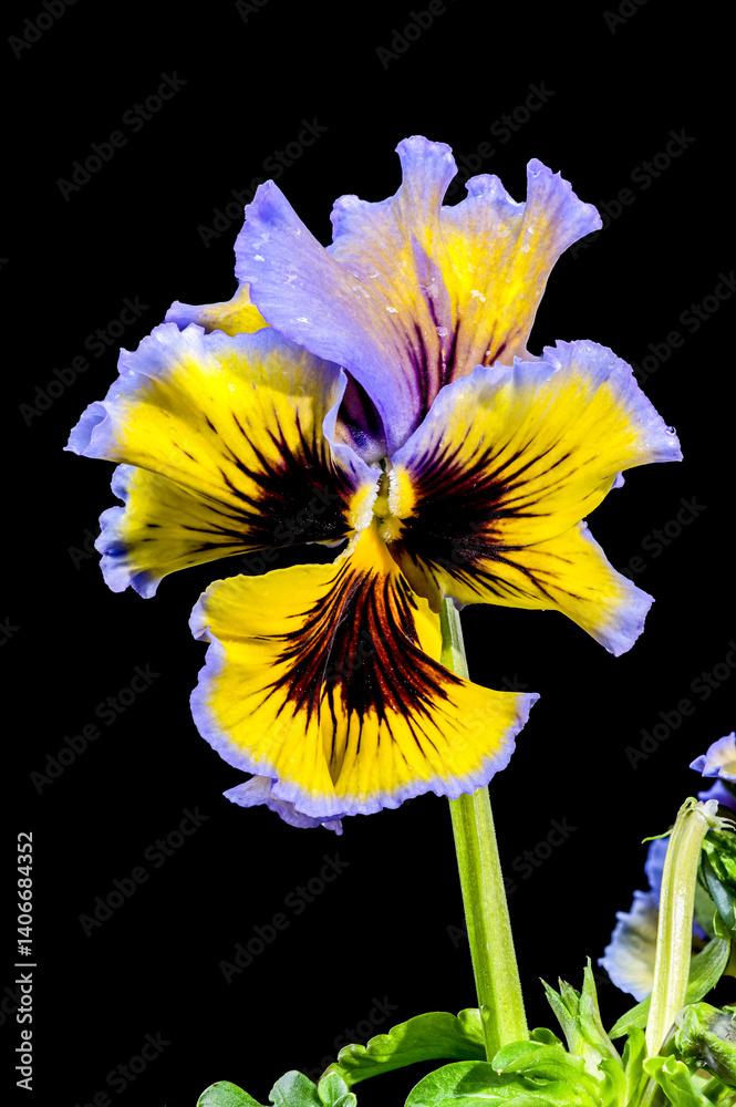 Ruffled Yellow and Purple Pansy Flower isolated on black background