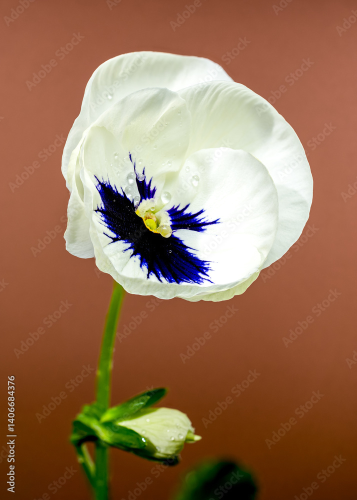 White Pansy Flower with Dark Blue Center brown background