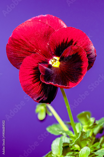 Beautiful Red Pansy Flower with Dark Center