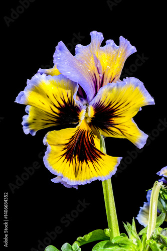Obraz na płótnie Ruffled Yellow and Purple Pansy Flower isolated on black background w salonie