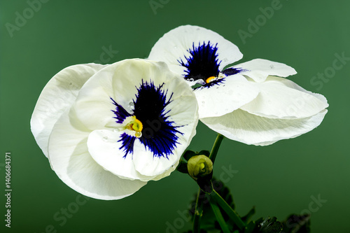 Obraz na płótnie White Pansy Flowers with Dark Blue Center w salonie