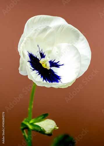 Obraz na płótnie White Pansy Flower with Dark Blue Center brown background w salonie