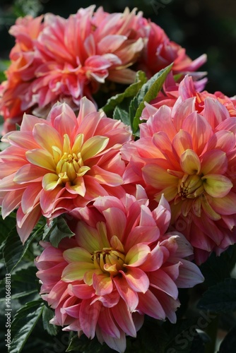 Vibrant Dahlias in Full Bloom