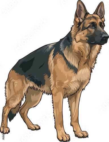 German Shepherd Vector Illustration on White Background, Breed Art.