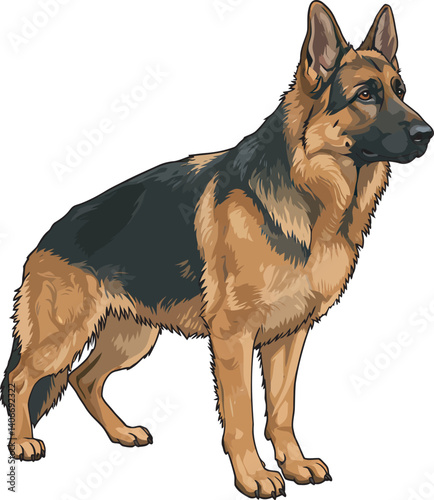 German Shepherd Vector Illustration on White Background, Breed Art.