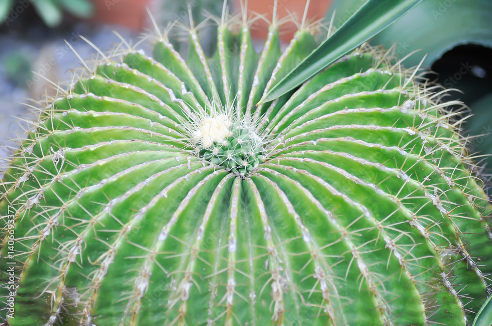 Parodia magnifica or cactus plant or succulent Parodia magnifica or cactus plant or succulent
