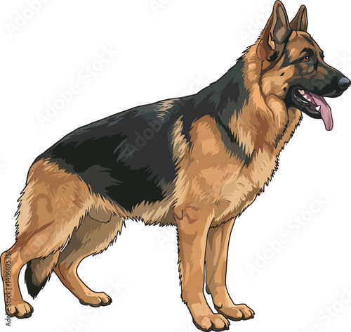 German Shepherd Vector Illustration on White Background, Breed Art.