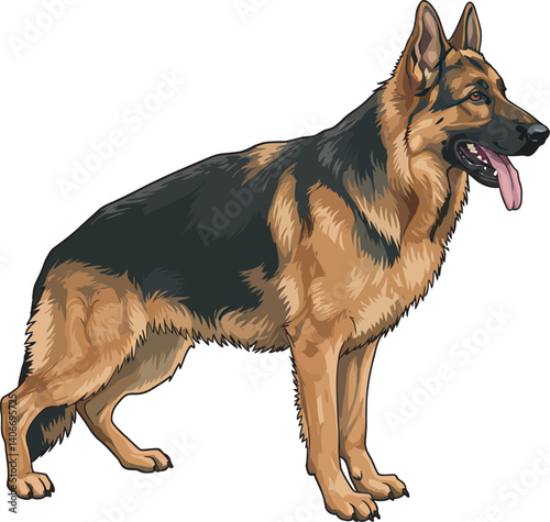 German Shepherd Vector Illustration on White Background, Breed Art.