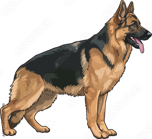 German Shepherd Vector Illustration on White Background, Breed Art.
