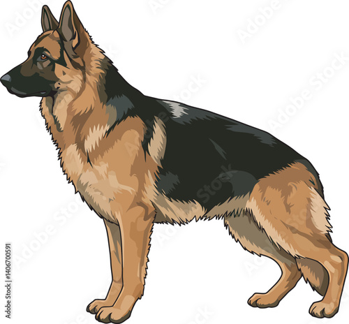 German Shepherd Vector Illustration on White Background, Breed Art.