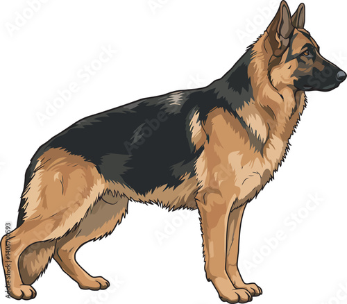 German Shepherd Vector Illustration on White Background, Breed Art.