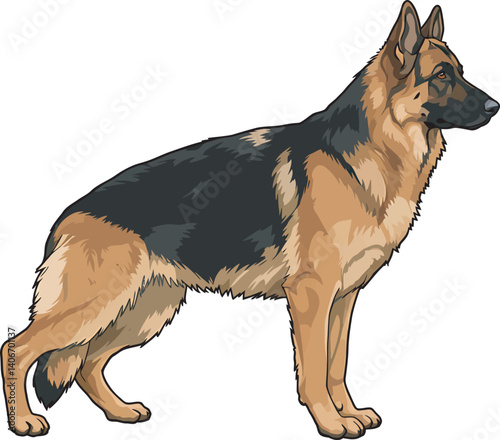 German Shepherd Vector Illustration on White Background, Breed Art.
