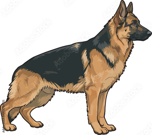 German Shepherd Vector Illustration on White Background, Breed Art.