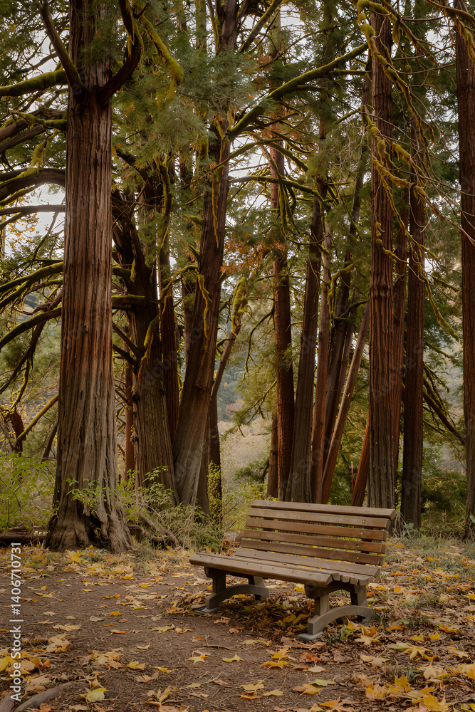 Bench in forest park with tall trees and fallen leaves on the ground scenery Bench in forest park with tall trees and fallen leaves on the ground scenery