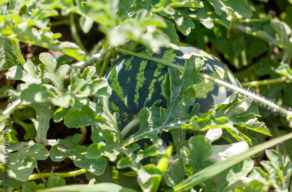 A watermelon is growing in a field of green leaves A watermelon is growing in a field of green leaves