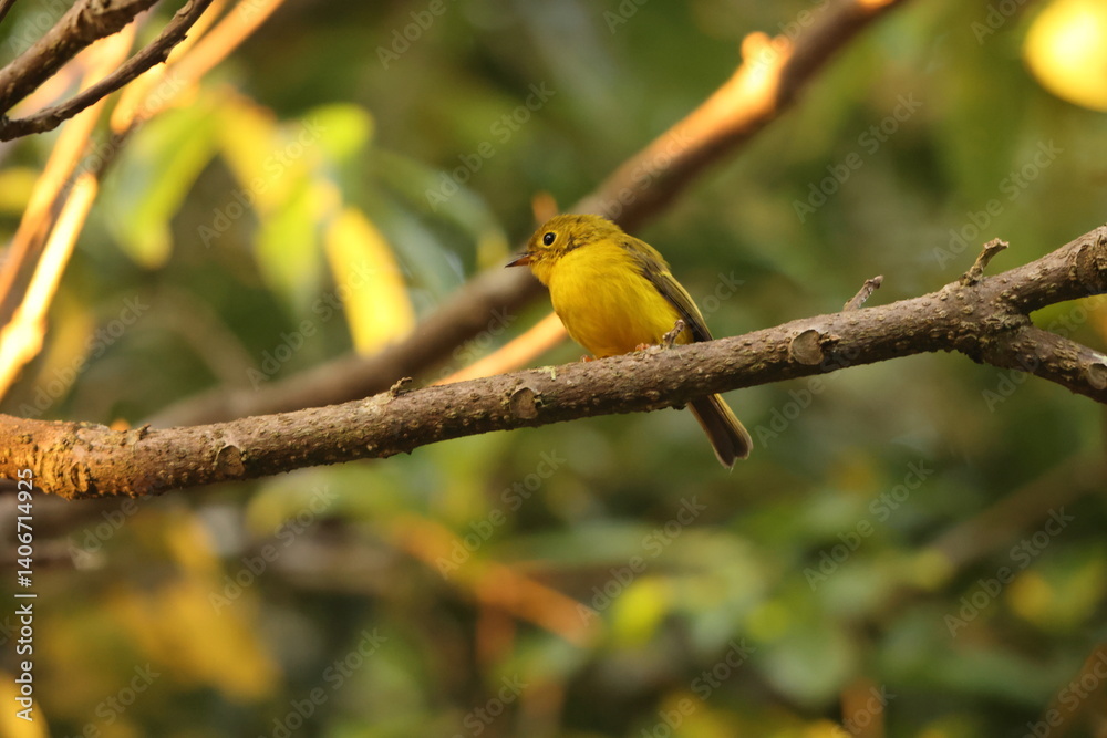 The citrine canary-flycatcher (Culicicapa helianthea) is a species of bird in the family Stenostiridae. This photo was taken in Sulaesi island, Indonesia. The citrine canary-flycatcher (Culicicapa helianthea) is a species of bird in the family Stenostiridae. This photo was taken in Sulaesi island, Indonesia.