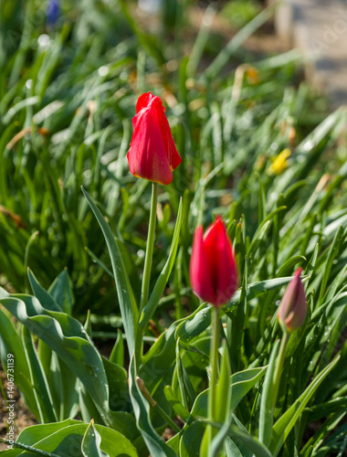 Red tulip flower in garden.