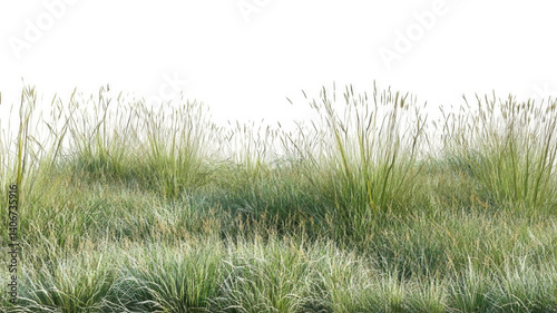 Waving Grass on Prairie Field Realistic Texture Transparent Background
