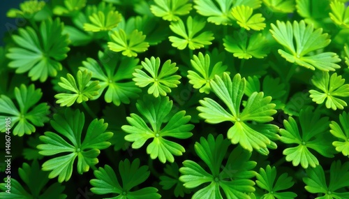 Curled parsley forming a natural repeating motif , wallpaper, photography, parsley