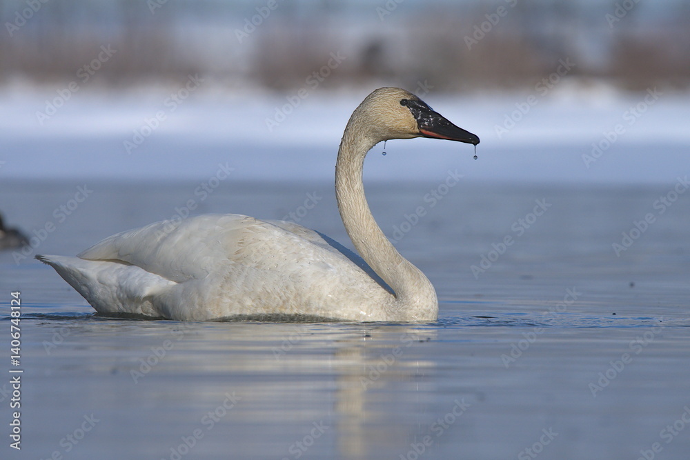 Fototapeta premium A Trumpeter Swan swims on an Alaskan pond during spring migration