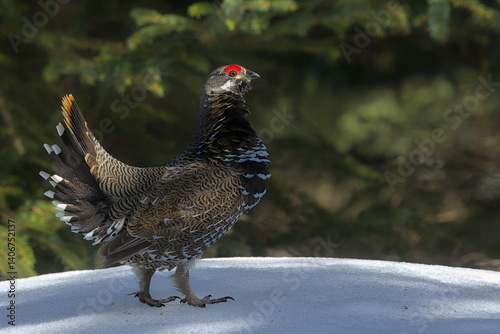 A Spruce Grouse displays in an Alaskan forest