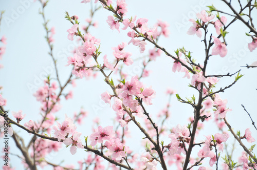 ピンク色の花