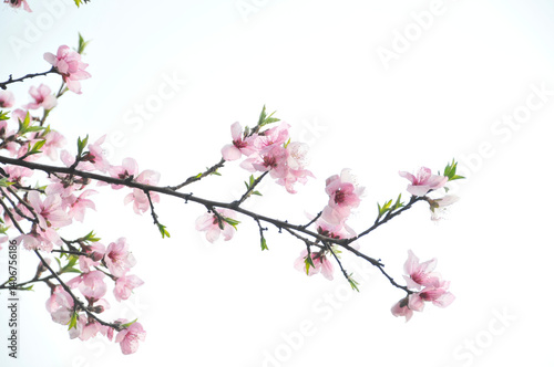 Wallpaper Mural ピンク色の花 Torontodigital.ca