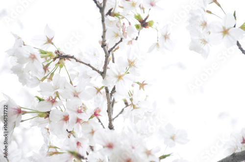 満開の桜