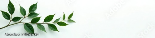 Dark green branches isolated on white background with subtle texture, conveying natural elegance, botanical, nature, green