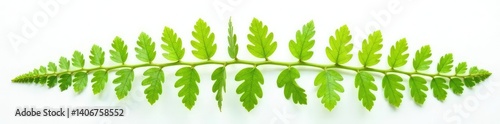 Delicate fern fronds and stems isolated on white surface, texture, , plant life