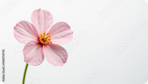 Delicate flower isolated on a white background, petals, delicate, blossom