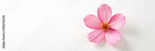 Delicate pink flower with soft petals isolated on white, flowers, blossom, petals