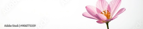 Flower with delicate petals against a plain white, white background, garden
