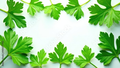 Fresh parsley leaves arranged in a decorative pattern , design, garden
