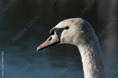 Fototapeta Naklejka Na Ścianę i Meble -  Mute swan in a park, Cologne, Germany (aacaachener weiher park)