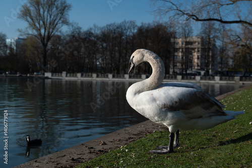 Mute swan in a park, Cologne, Germany (aacaachener weiher park)