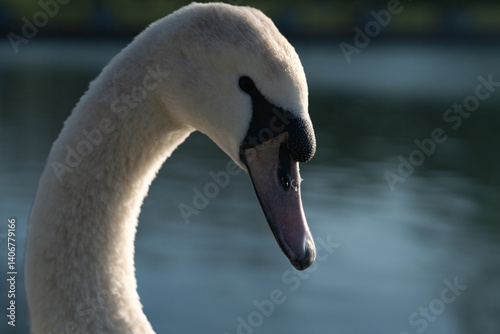 Fototapeta Naklejka Na Ścianę i Meble -  Mute swan in a park, Cologne, Germany (aacaachener weiher park)