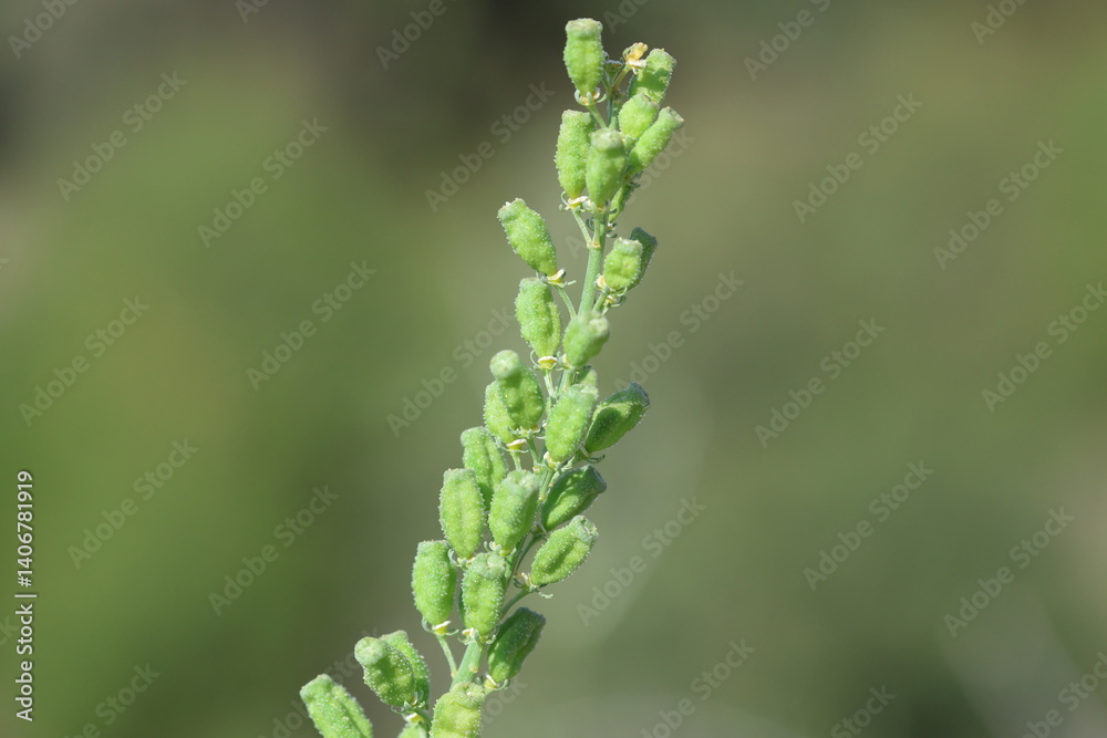 Yellow Mignonette (Reseda lutea) flowers in spring Yellow Mignonette (Reseda lutea) flowers in spring
