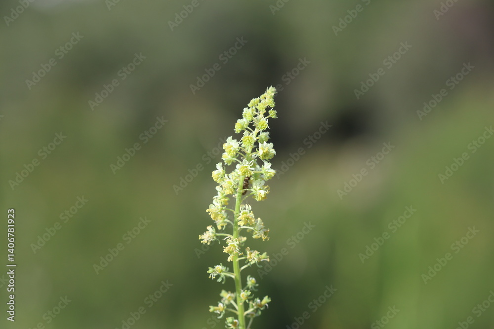 Yellow Mignonette (Reseda lutea) flowers in spring Yellow Mignonette (Reseda lutea) flowers in spring