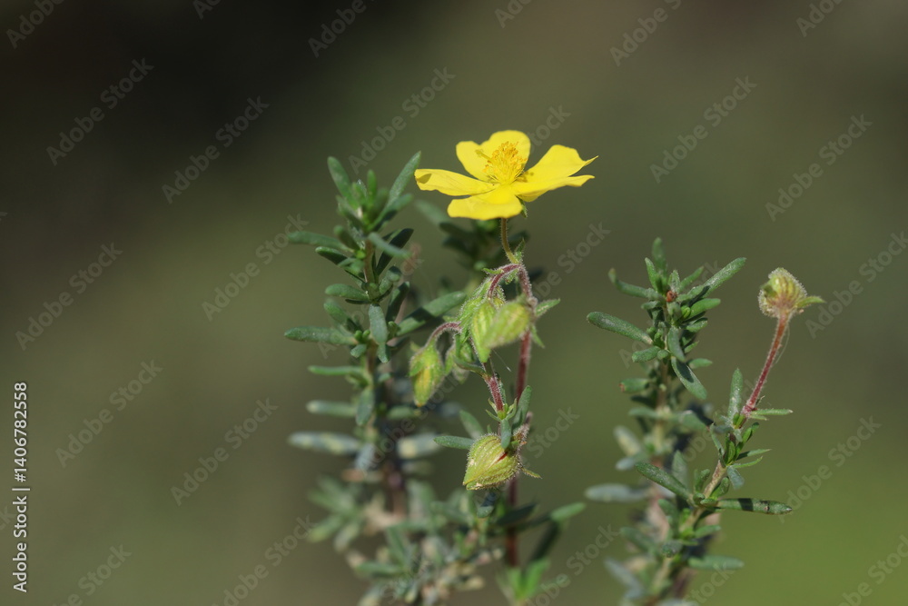 fumana thymifolia, the thye leaved fumana, is a species of shrub in the family Cistaceae
fumana thymifolia, the thye leaved fumana, is a species of shrub in the family Cistaceae