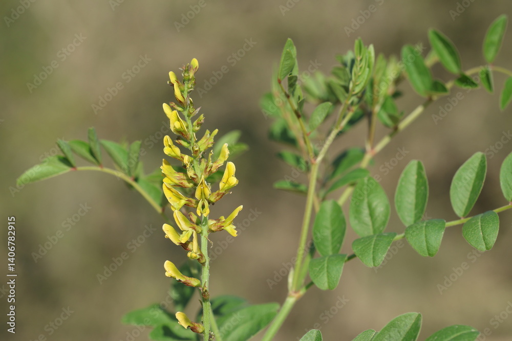 branch of wild licorice (glycyrrhiza sp) with flowers and leaves branch of wild licorice (glycyrrhiza sp) with flowers and leaves