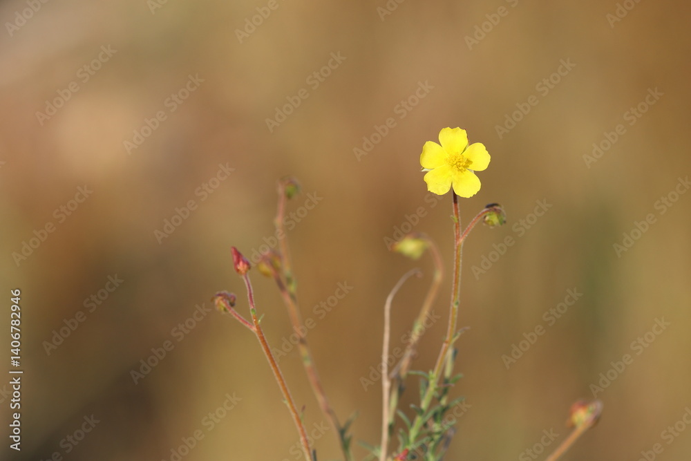 fumana thymifolia, the thye leaved fumana, is a species of shrub in the family Cistaceae fumana thymifolia, the thye leaved fumana, is a species of shrub in the family Cistaceae