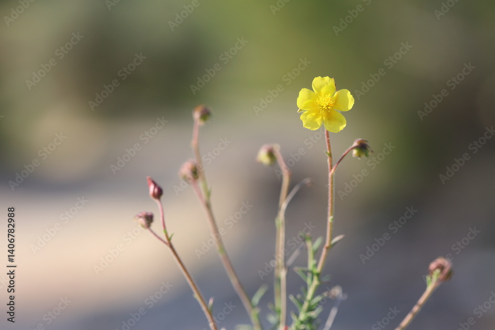fumana thymifolia, the thye leaved fumana, is a species of shrub in the family Cistaceae
fumana thymifolia, the thye leaved fumana, is a species of shrub in the family Cistaceae