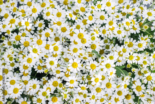 Bild auf Leinwand Cluster of blooming chamomile flowers with bright yellow centers and delicate white petals