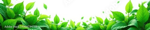 Foliage in shades of green on white background, green, foliage